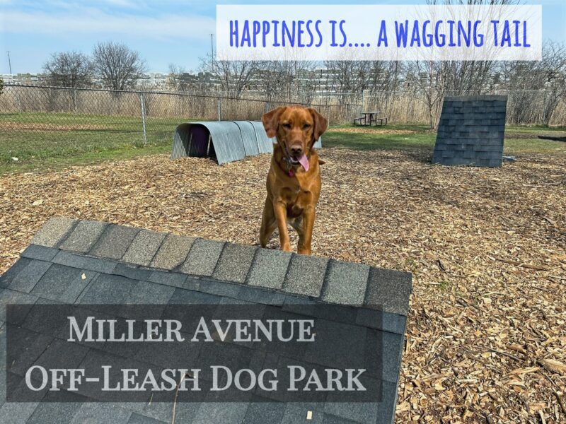 York Region Off Leash Dog Parks and Hiking Trails EverythingDog.ca