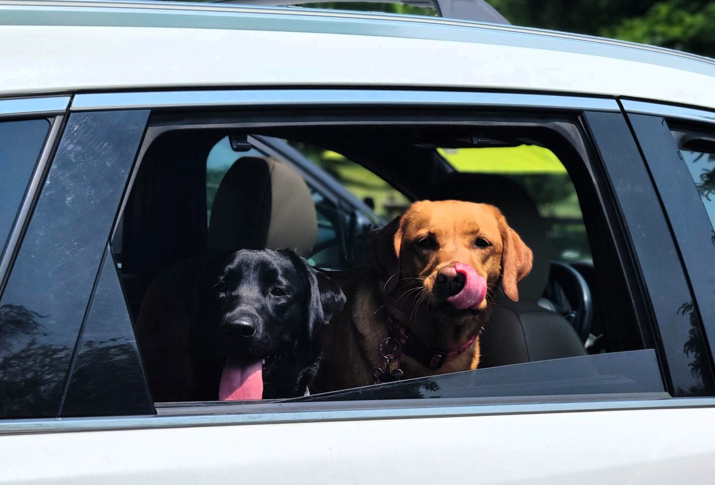 Discover Bracebridge: Parks, Breweries, and Dog Outings – Day 3